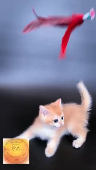 ‏ Top Quality : golden shorthair  Ny12 male in Abu Dhabi