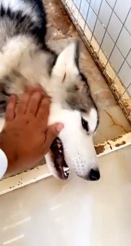 Husky in Sharjah
