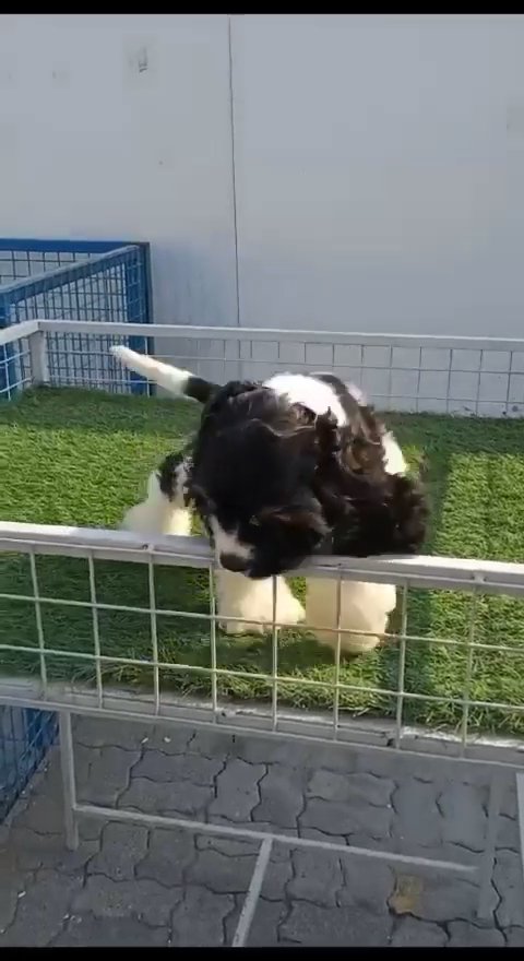 SOLD - SUPER 🤩 AMERICAN COCKER  PUPPY in Dubai