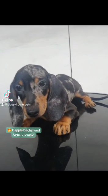 😍 Dapple Dachshund Puppies Male & Female in Dubai