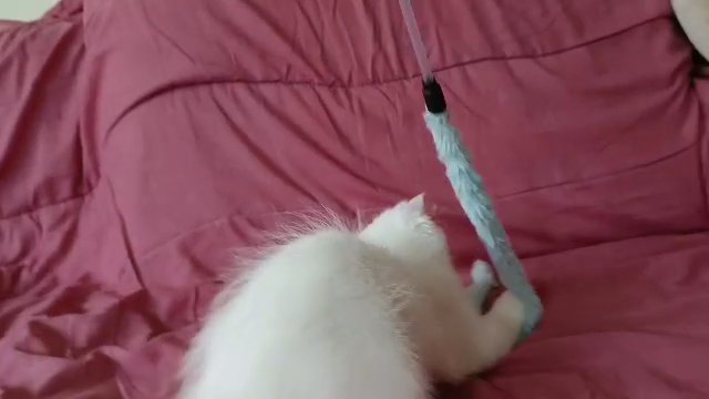 Turkish Angora male kitten in Ajman
