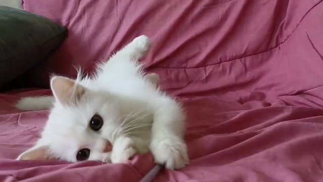 Turkish Angora male kitten in Ajman