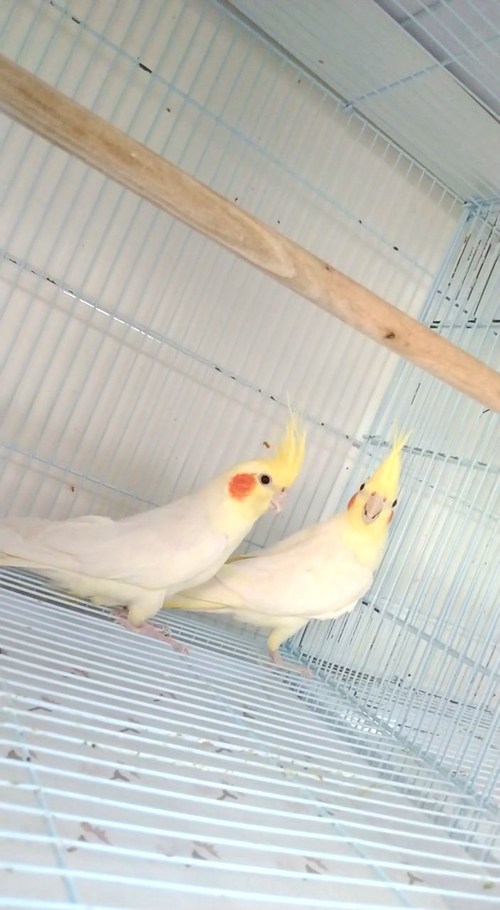 كوكتيل لوتينو in Ajman