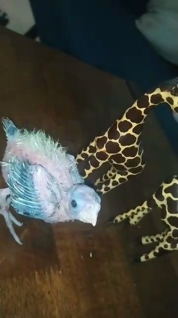 Cockateil Chick in Sharjah