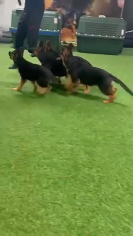 German Shepherd Puppies in Dubai