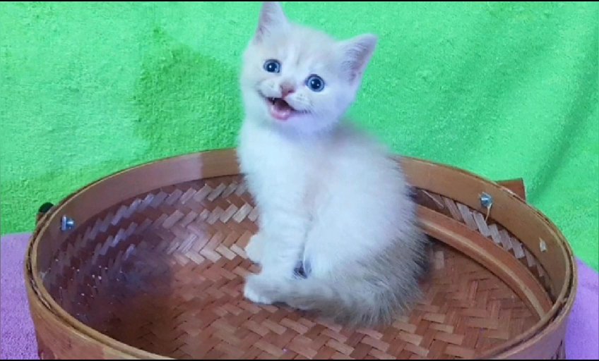 exotic with round blue Eyes 45 days old in Al Ain