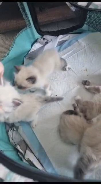 pure Ragdoll kittens in Dubai