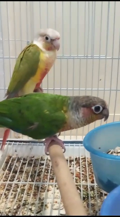 Conure pair with DNA for sale in Sharjah