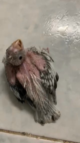 Cockatiel in Sharjah