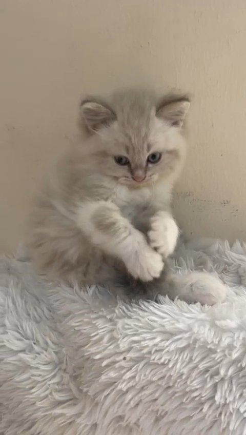 Himalayan Ragdoll (Ash) in Dubai
