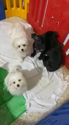 Pure White Maltese in Abu Dhabi