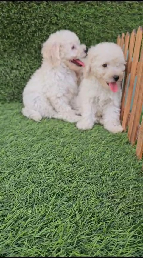 poodle puppy available in Dubai