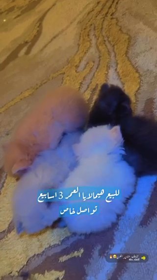 العي in Al Ain
