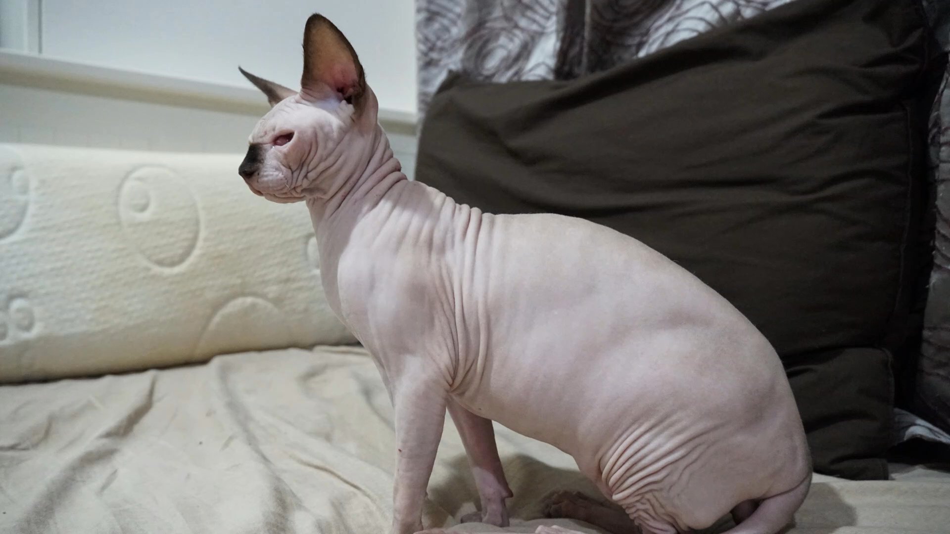 sphynx male in Abu Dhabi