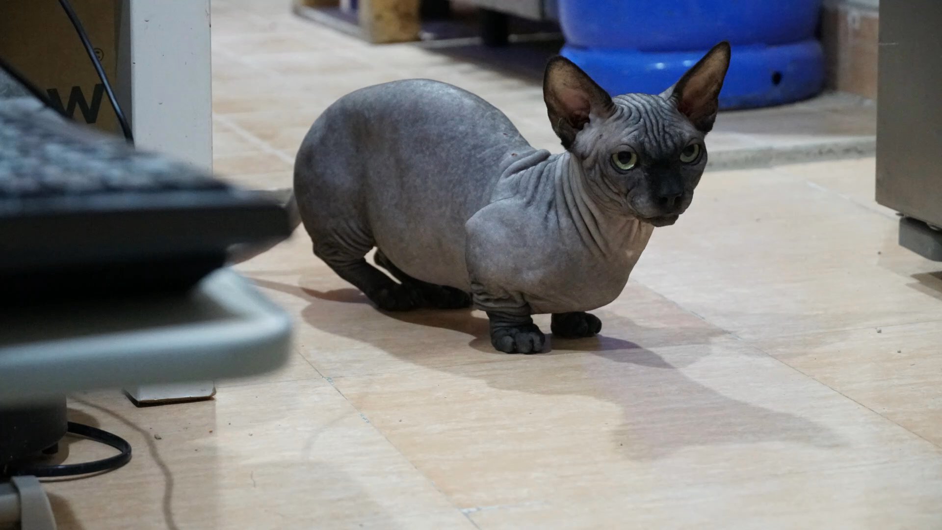 bambino sphynx male in Abu Dhabi