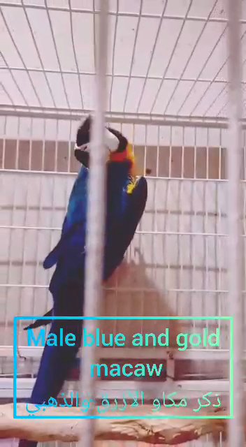 ذكر مكاو الأزرق والذهبي Male blue and gold macaw in Sharjah