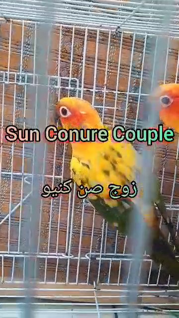 زوج صن كنيور  Sun Conure Couple in Sharjah