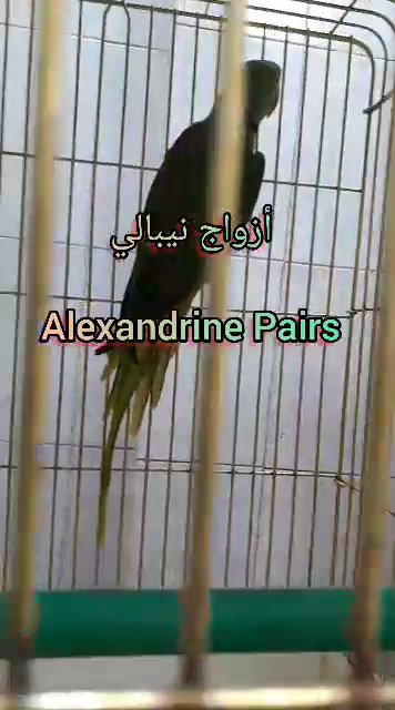 Alexandrine pairs أزواج نيبالي in Sharjah
