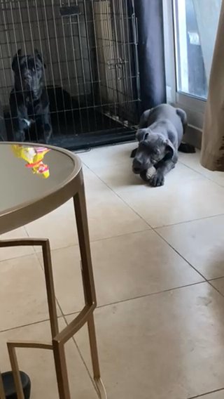 Female Cane Corso 4 Month in Dubai