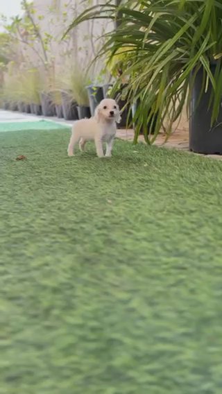 Golden Dachshund Female Puppy in Dubai