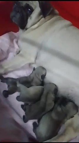 Pug Puppies in Dubai