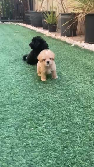 Maltipoo Females Puppies in Dubai