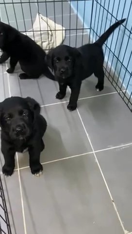 Black Labrador Puppies in Dubai