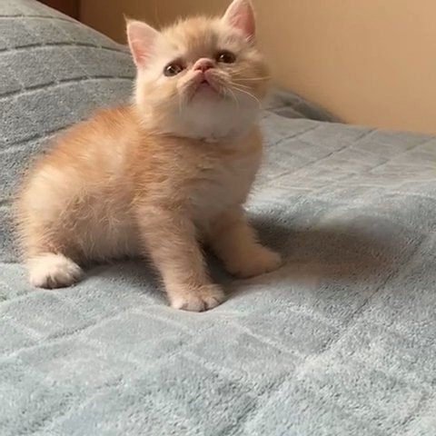 exotic shorthair in Dubai