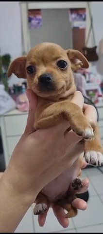 Chihuahua Female Puppy in Dubai
