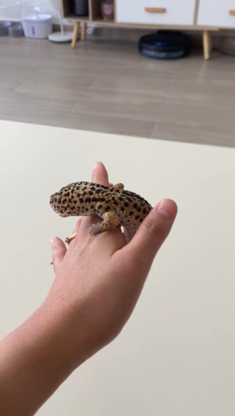 Leopard Gecko Macksnow Pair in Dubai