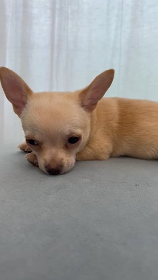 Chihuahua in Dubai