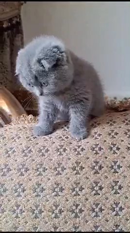 Cute Scottishfold Available 😻 in Dubai