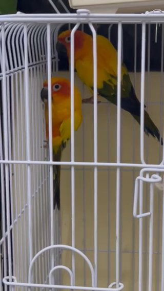سن كنيور زوج in Dubai