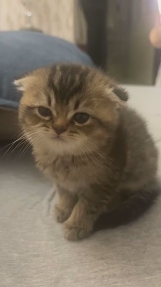 scottish fold golden ny25 in Abu Dhabi