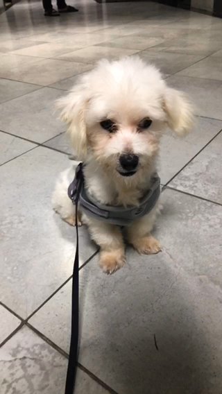 Maltese in Ajman