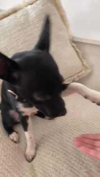 Henry the Chihuahua in Dubai