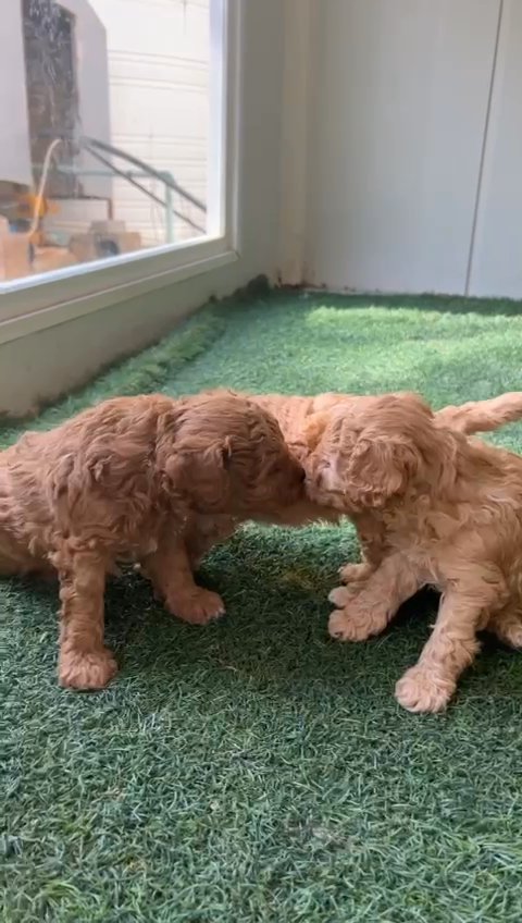 toy poodle puppies, جراوي توي top quality in Sharjah