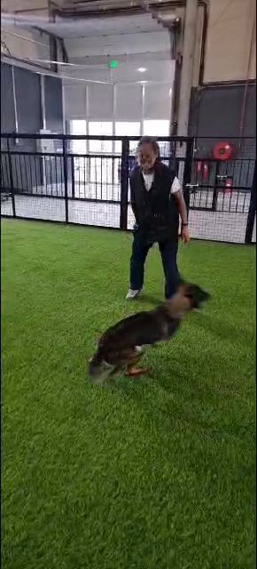 Large, Handsome, and STRONG 9 Months Male Belgian Malinois Puppy in Dubai