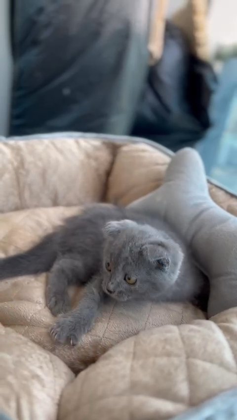 Scottish fold in Dubai