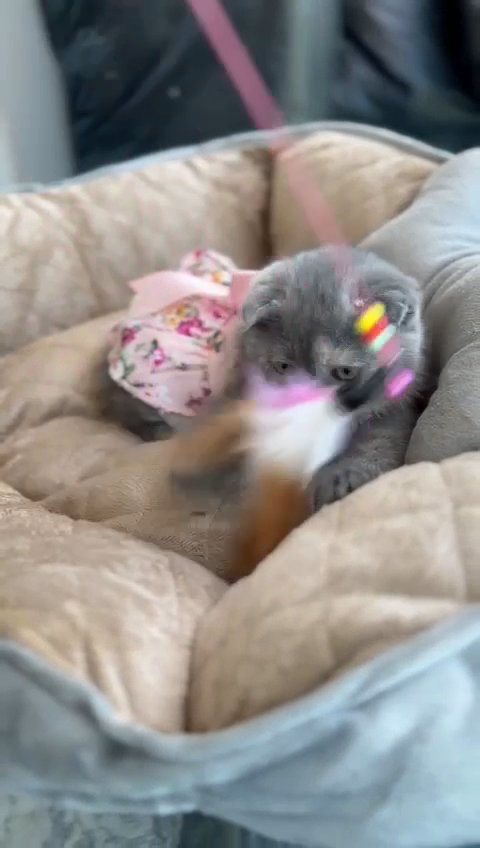 Scottish fold in Dubai