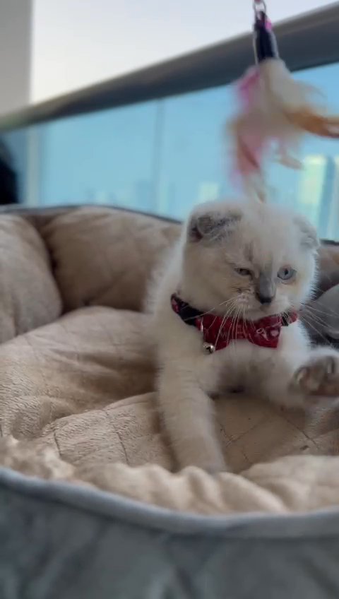 Scottish fold in Dubai