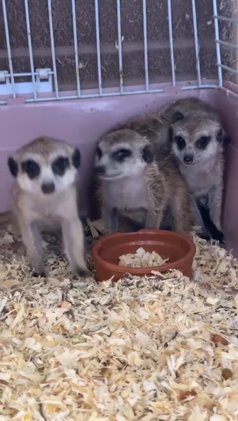 Meerkat Babies in Dubai