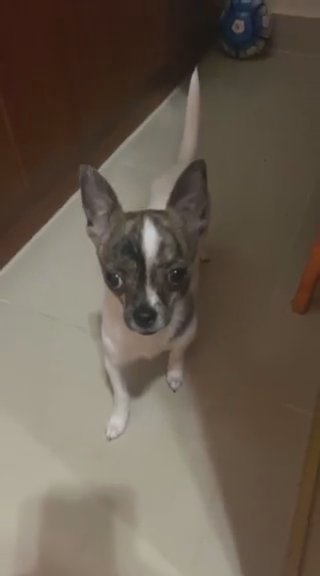 Chihuahua pure in Dubai