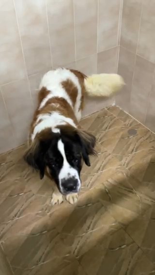 Saint Bernard Female in Dubai