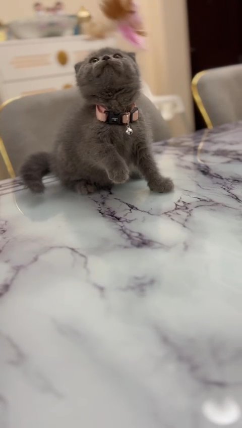 Scottish fold in Dubai