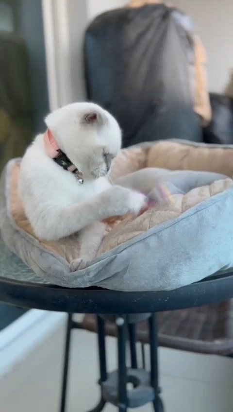 Scottish fold short hair blue point in Dubai