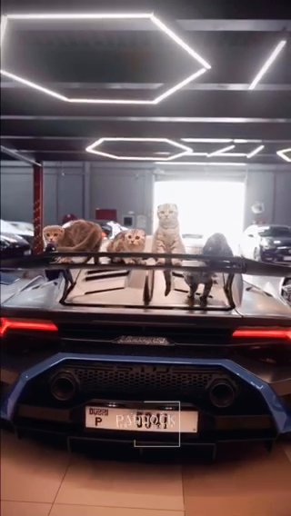 Scottish Fold Kittens in Dubai