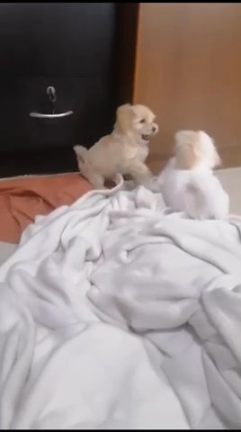 Maltese in Ajman