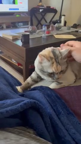 Loving Kitty in Dubai