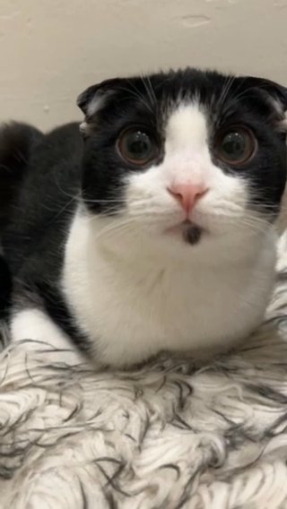 Scottish Fold Cat in Abu Dhabi